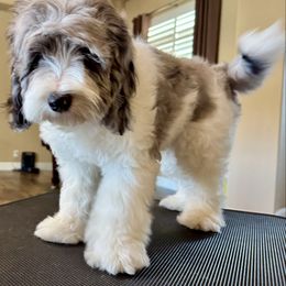 Aspen - Goldendoodle