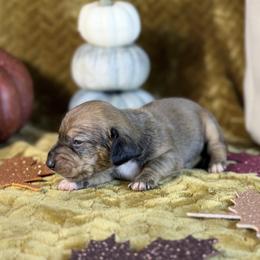 Hazel - Chocolate and tan female Dachshund puppy in Purdy, Missouri from Shotgun Pups