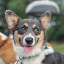 Jagger - Pembroke Welsh Corgi