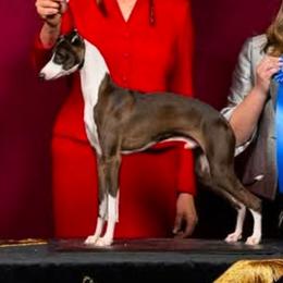 Keeper - Italian Greyhound