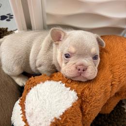 Mounds - Tricolors female French Bulldog puppy in Boyne City, Michigan from Gichigami French Bulldogs