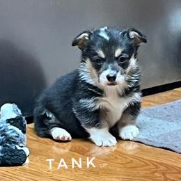 Tank with health guarantee. - Black and tan male Pembroke Welsh Corgi puppy in Vernal, Utah from Bingo's Kennel