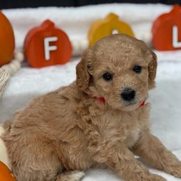 Red Lolly Pops - Apricot male Goldendoodle puppy in Rush, New York from Care Bear Puppies