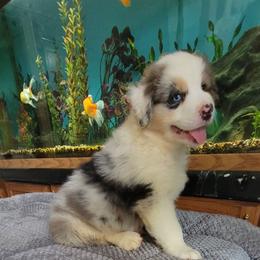 Jessy - Blue merle male Australian Shepherd puppy in Guthrie, Oklahoma from 2bar Aussies