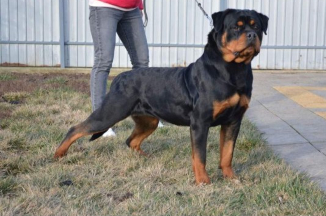 Infinity - Rottweiler