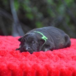 Green collar male - Sable male German Shepherd puppy in Marianna, Florida from Haus M Godwin