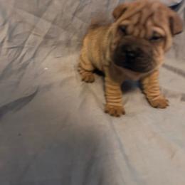 Fawn girl 2 - Fawn female Chinese Shar-Pei puppy in Basehor, Kansas from Good Fortune Shar Pei