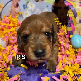 Iris-wirehair - Red female Dachshund puppy in Blair, Oklahoma from North Fork Doxies-Okla