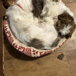 Shih Tzu All Grown Up from Golden Goddess Shih Tzu's