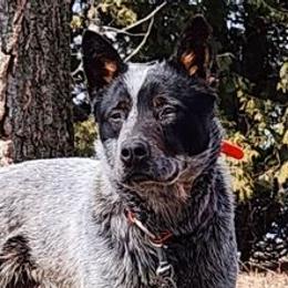 Ace - Australian Cattle Dog