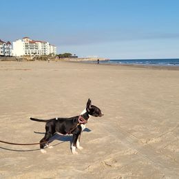 Bull Terrier Puppies from Valkyrie Bull Terriers