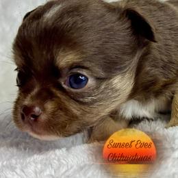 Chihuahua Puppies from Sunset Eves Chihuahuas