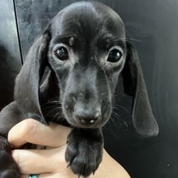 Sophia-Girl 1 - Black female Dachshund puppy in Bigfork, Minnesota from Dachshunds Up North