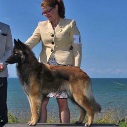 Belgian Tervuren from Flyway Kennels