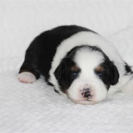Hilton - Black tri-color male Australian Shepherd puppy in Circleville, Utah from Canyon Creek Aussies