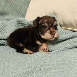 Max - Liver male Miniature Schnauzer puppy in Moreauville, Louisiana from Bayou Schnauz and Dals