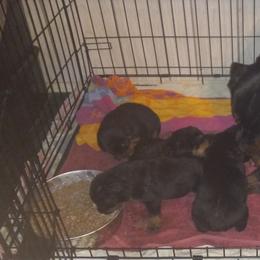 Rottweiler Puppies from Gregory Mulkey's Rottweilers