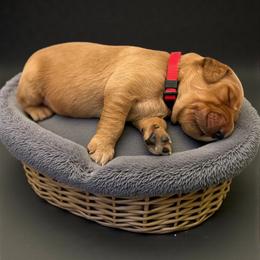 Valor - Dark golden male Golden Retriever puppy in Salt Lake City, Utah from Soaring golden retrievers