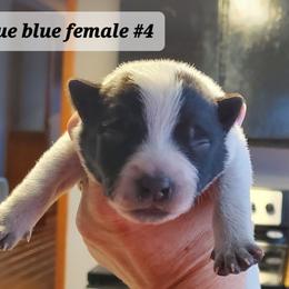 Full mask - Blue speckled female Australian Cattle Dog puppy in Lenoir, North Carolina from Blue Coyote Ranch