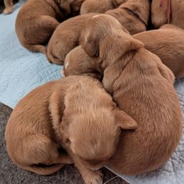 Golden Retriever Puppies from Floden Farm Golden Retrievers
