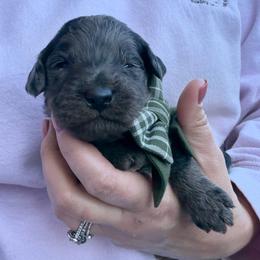 Benedict - Blue merle male Bordoodle puppy in Canfield, Ohio from Poo's Doo's & Inu's