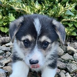 Milo - Black and tan male Pembroke Welsh Corgi puppy in Fall Branch, Tennessee from Robyn Jones' Pembroke Welsh Corgis & American Corgis