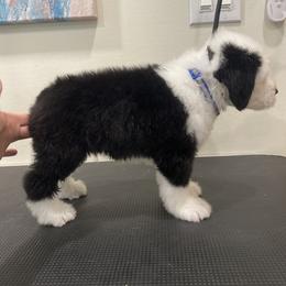 Show Pick Male Puppy 1 - Gray and white male Old English Sheepdog puppy in Tulsa, Oklahoma from Yadah Sheepdogs
