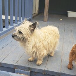 Tessa - Cairn Terrier
