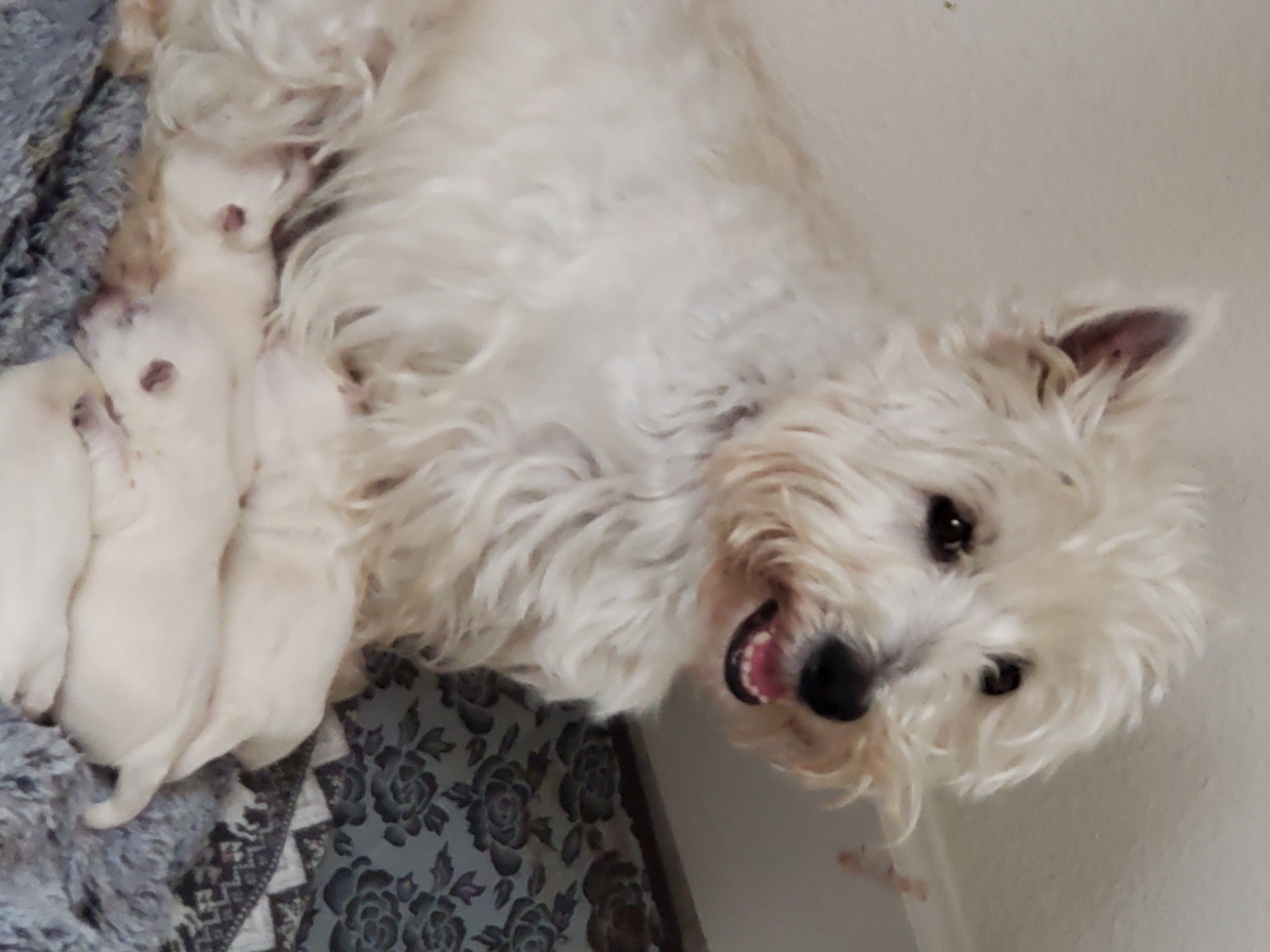 West Highland White Terriers from Langley's Moonshine Westies