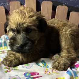 Flip Flop - Wheaten female Soft Coated Wheaten Terrier puppy in Gladewater, Texas from Felicias Swheaties