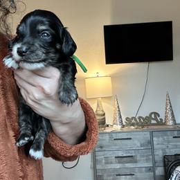Black and cream piebald with brindle points - Piebald male Dachshund puppy in Hutto, Texas from R.G. Dachshunds
