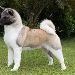 Akita and Shiba Inu All Grown Up from Day Dream Shiba Inu’s