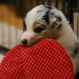 Boy 3 - Blue merle Australian Shepherd puppy in Maryland from Lake Shore Australian Shepherds