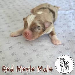 Marshall - Red merle male Miniature Australian Shepherd puppy in Jaroso, Colorado from Heaven Sent Aussies