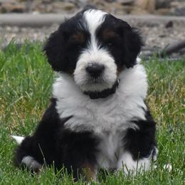 Black Collar Boy - Tri-color male Bernedoodle puppy in Ogden, Utah from Salty Point Doodles