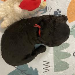 Red - Black female Poodle puppy in Hamilton Square, New Jersey from Sweet Standards