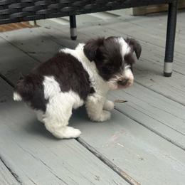 Rex - Parti male Miniature Schnauzer puppy in Salisbury, North Carolina from Truffle Tail Schnauzers