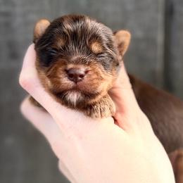 Tiny Moose - Chocolate, tan and white male Yorkshire Terrier puppy in Hope, Indiana from DJ Yorkies
