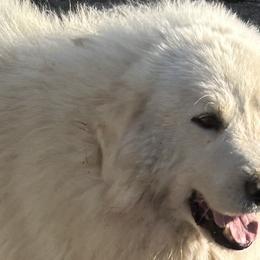 Great Pyrenees from Nemaha Valley Farms