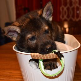 Boy 3 - Sable German Shepherd puppy in Crown Point, Indiana from Nordwolfe