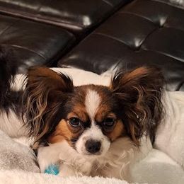 Papillons from Happy Pappy Patch - Papillons