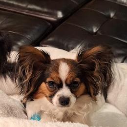Papillons from Happy Pappy Patch - Papillons