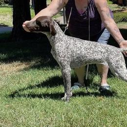 Vee - German Shorthaired Pointer