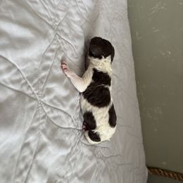 Poodle Puppies from Genesis Kinnibrugh