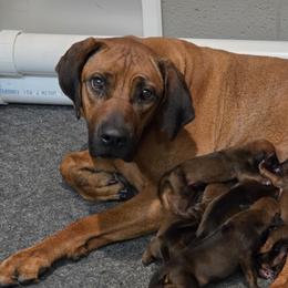 Boy 2 - Rd whtn blk nose male Rhodesian Ridgeback puppy in Gaffney, South Carolina from Circle D Farms