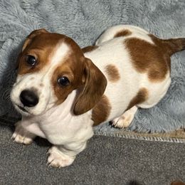 Serius - Piebald male Dachshund puppy in Nampa, Idaho from 208 Wiener Wiggle Butts LLC