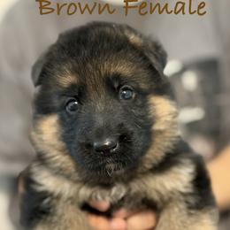 Brown - Black and red female German Shepherd puppy in Baldwin, New York from vom Hermes German Shepherds