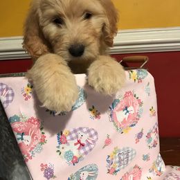 Goldendoodle Puppies from Toneytails Doodles