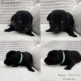 Everest - Aqua Collar - Black female Labrador Retriever puppy in Boyd, Minnesota from Lindley Labradors