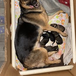 German Shepherd Puppies from Cadillac Canine